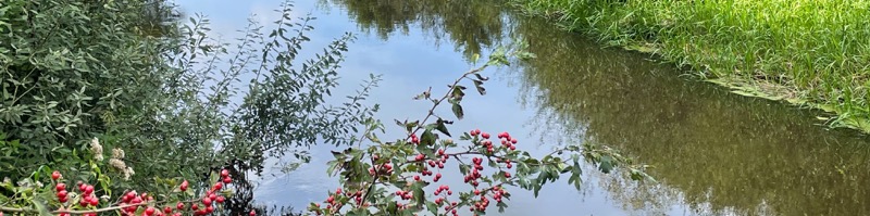 IMG_0861_banner_800 Durch die Wümmewiesen