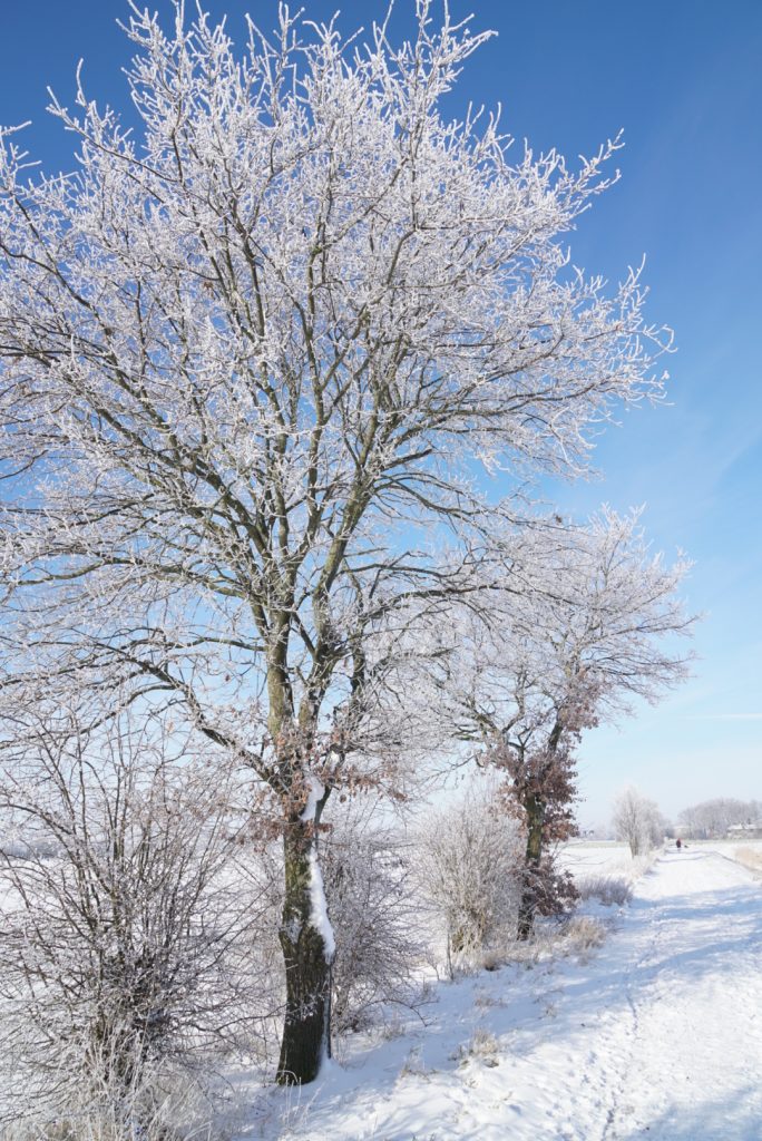 KPH03123-684x1024 Winterbilder  2024 - 2021 - 2013