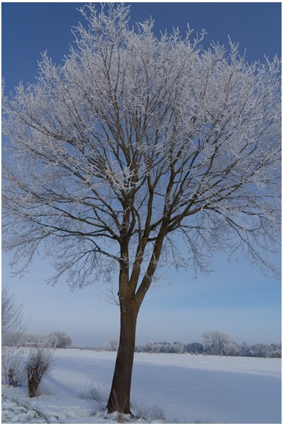 Winter_2026-5_bildgroesse-aendern Winterstimmungen im Januar 2026