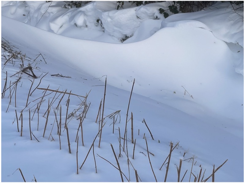 Winter_2026-8 Winterstimmungen im Januar 2026